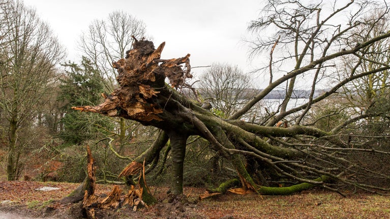A large fallen tree due to damage from Storm Arwen at Wray Castle, Cumbria